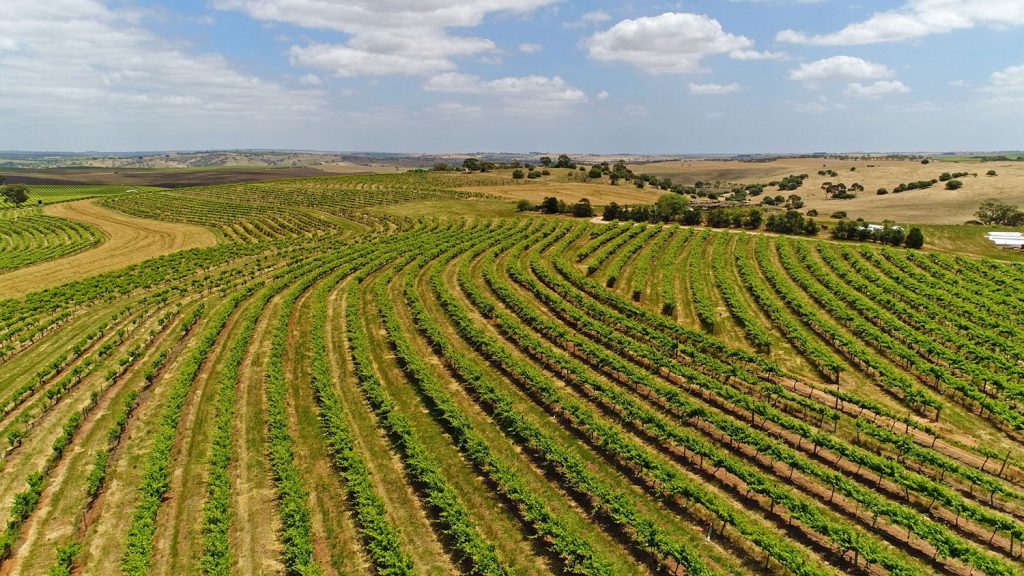 Barossa Valley Vineyard