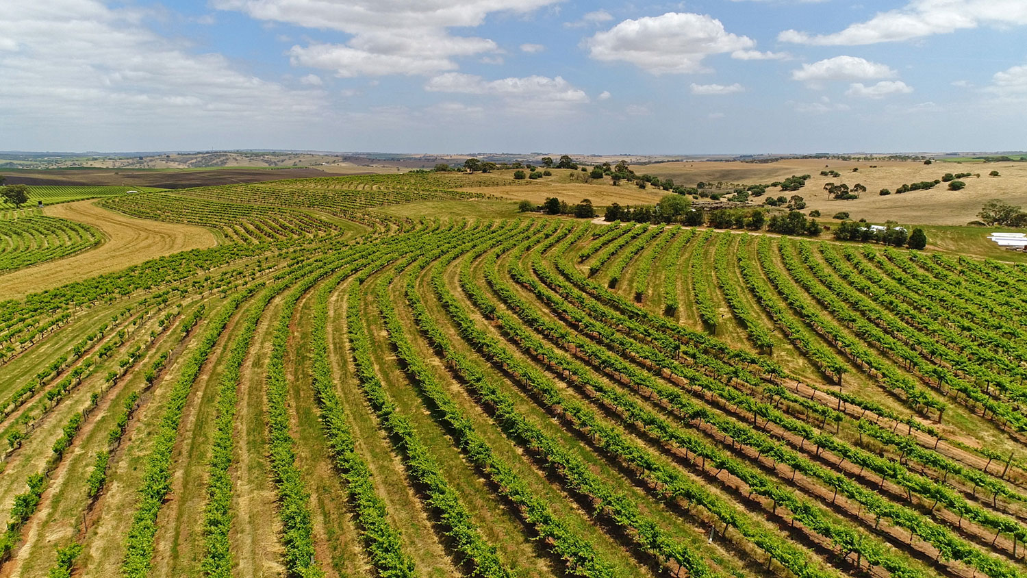 Barossa Valley Vineyard